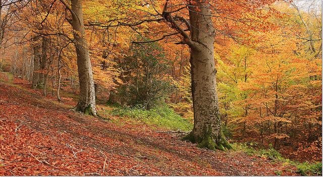 otoño-calefaccion