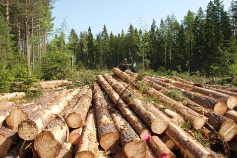 calderas_biomasa_bosque_sostenible